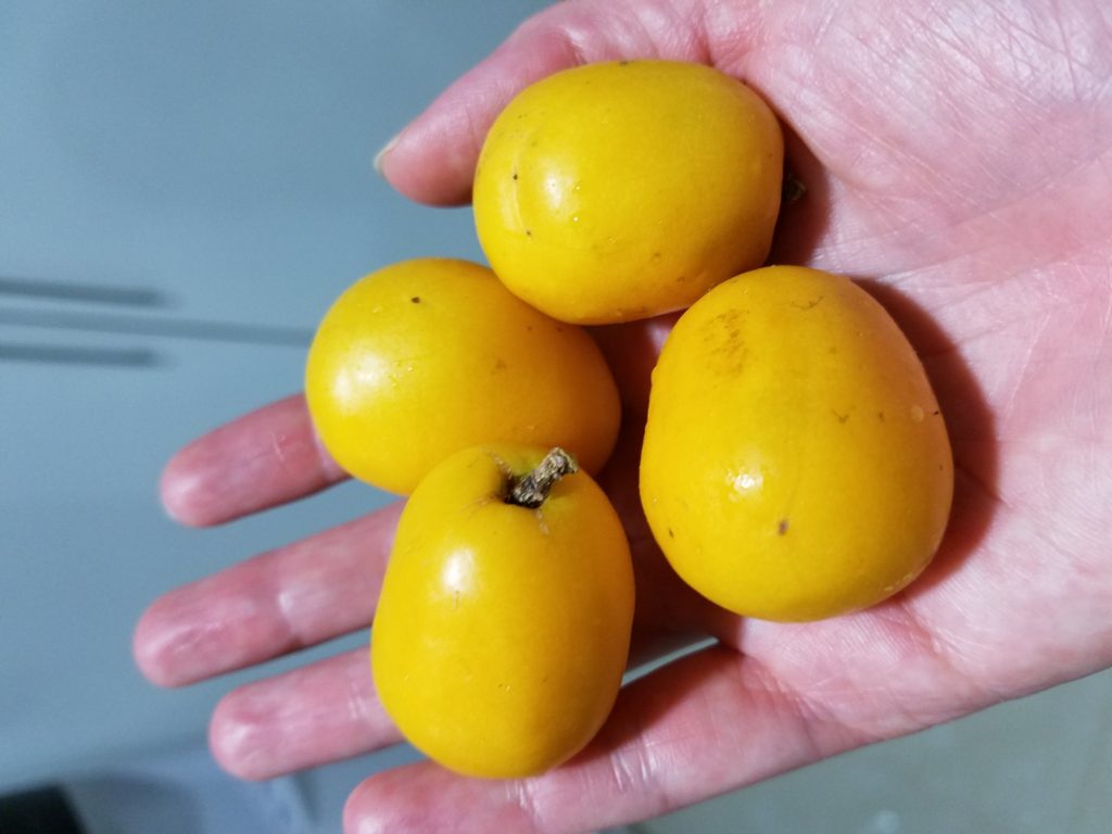Little yellow fruit called ciruelas in Spanish.