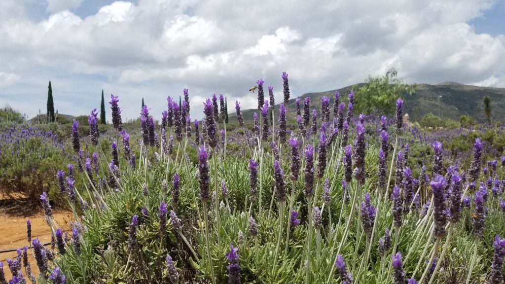 Lavender fields in Mineral de Pozos