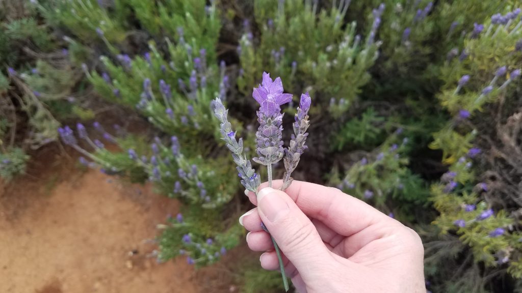 Three different types of lavender in Mineral de Pozos Three different types of lavender in Mineral de Pozos