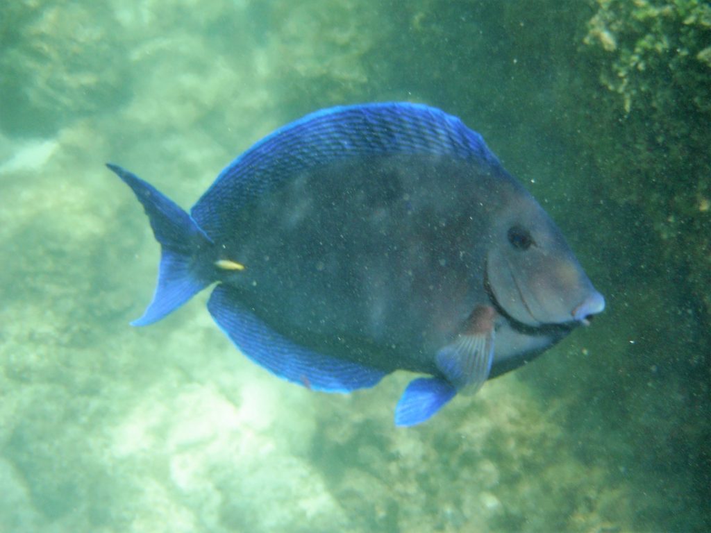 Fish in Xel-Ha, Riviera Maya, Mexico