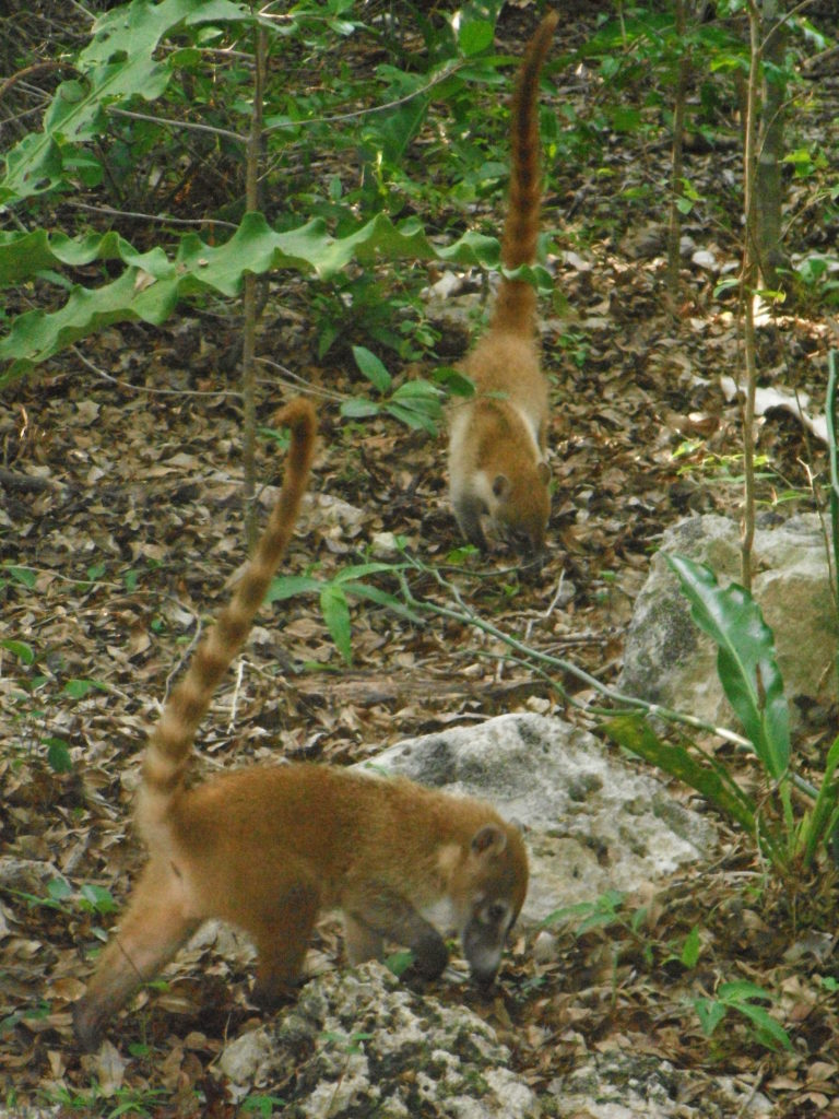 Coatis scavenging for dinner at Xel-Ha, Mexico