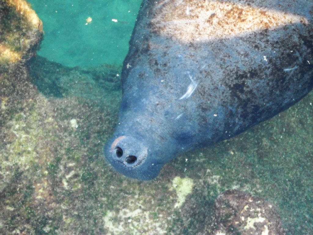 Manatee interactions at Xel-Ha, Mexico