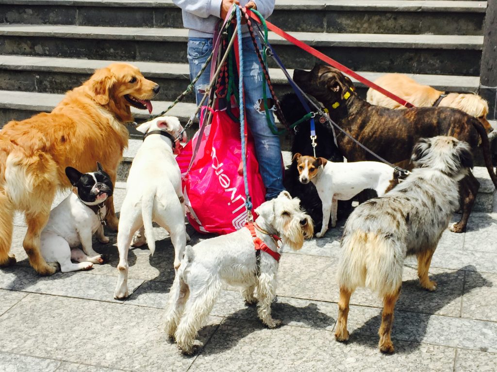 Dog walker in Mexico City