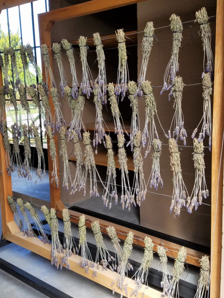 Lavender Drying at La Santisma Trinidad Winery, Mexico