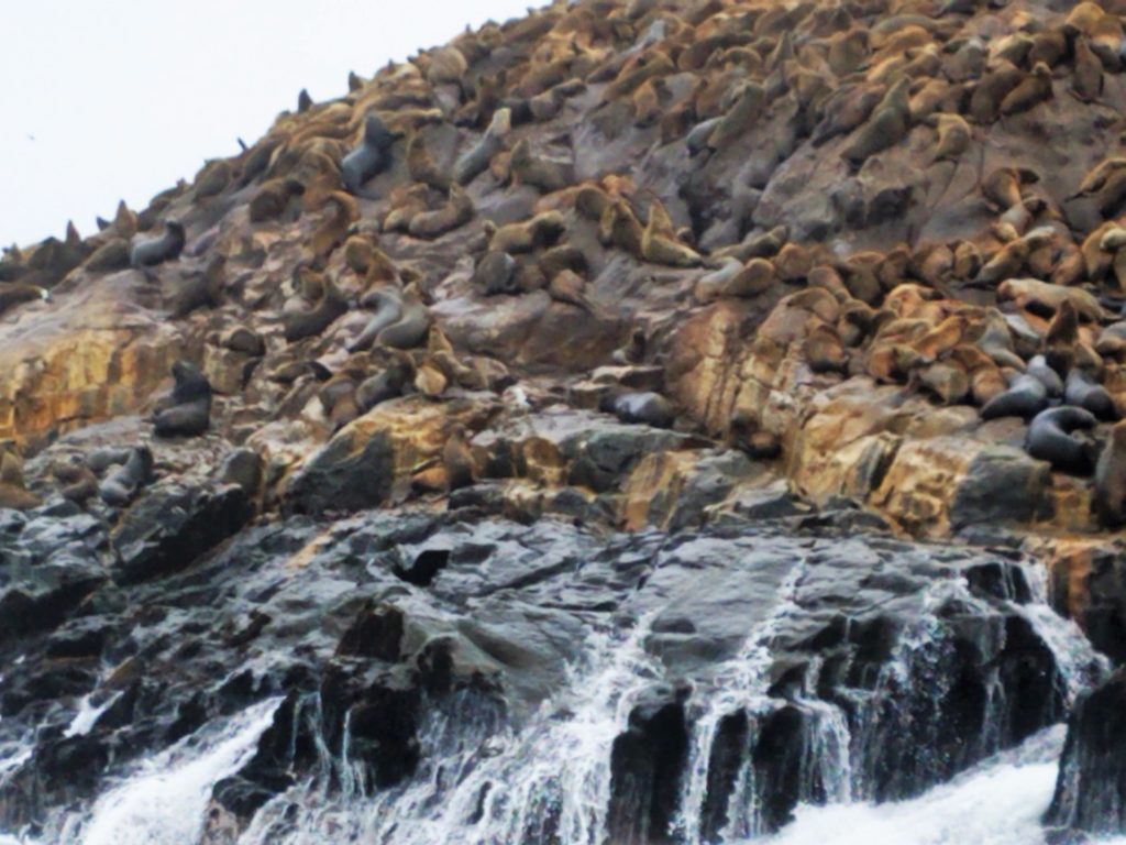 Colony of sea lions on Palomino Island