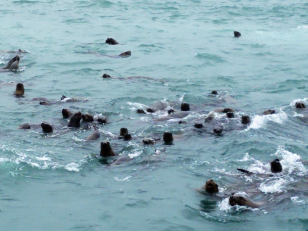 Sea lions in the water