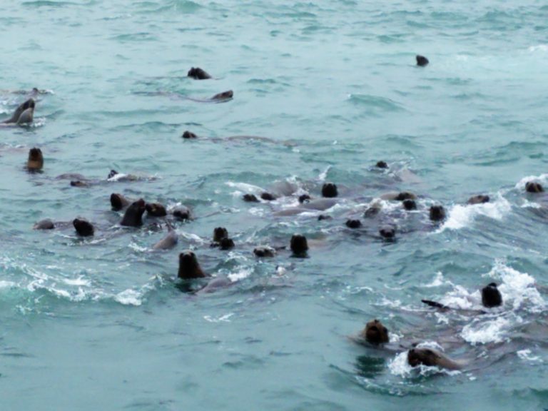 Swimming with Wild Sea Lions in Lima