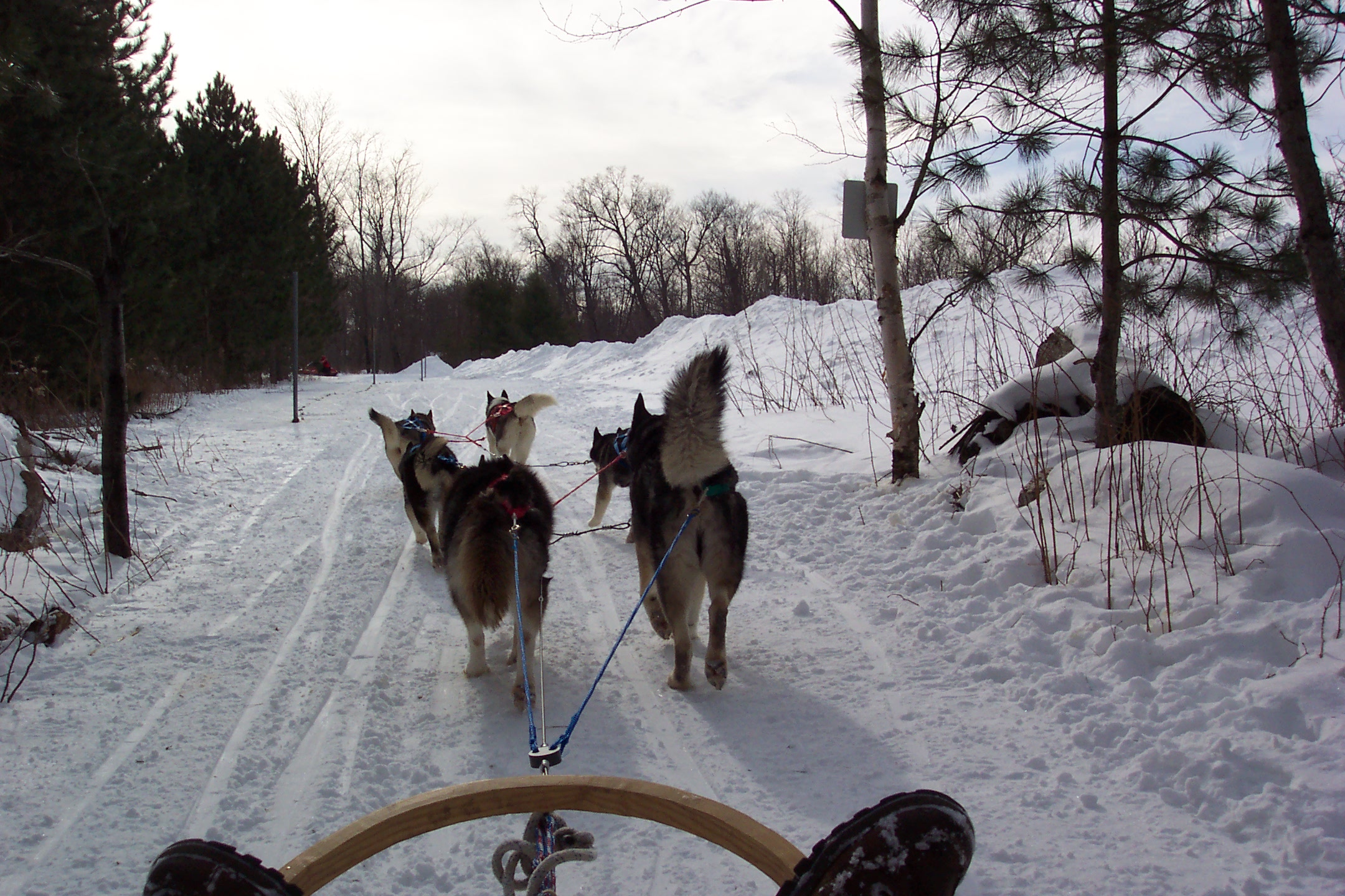 Dogsledding in Canada