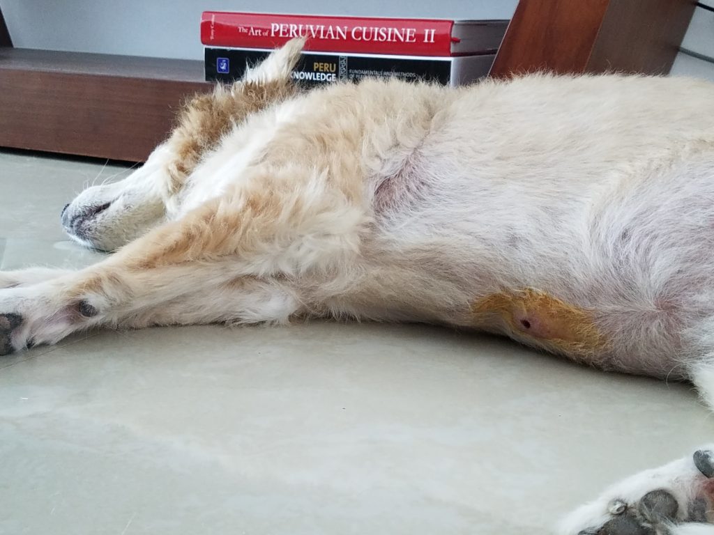 Hayley sleeping after her vet vist. Hayley sleeping after her vet vist.