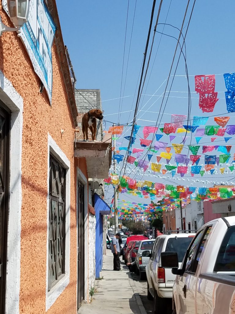 Dog on the roof in Santa Rosa Jauregui