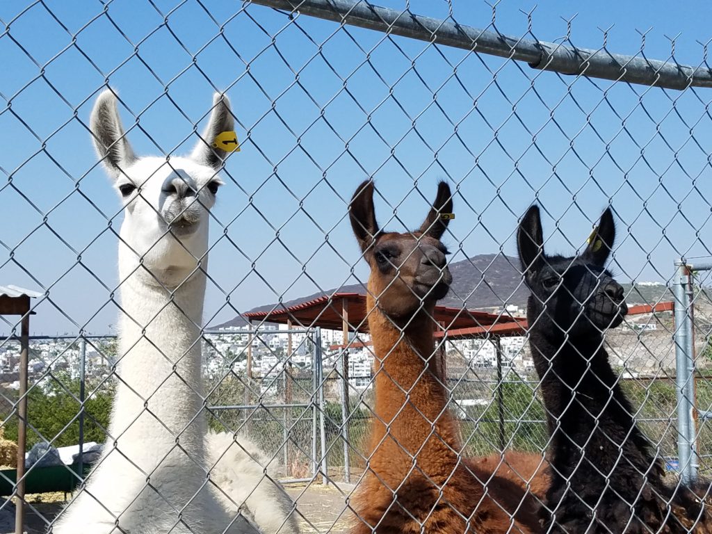 Llamas at Parque Bicentenario, Santa Rosa Jauregui