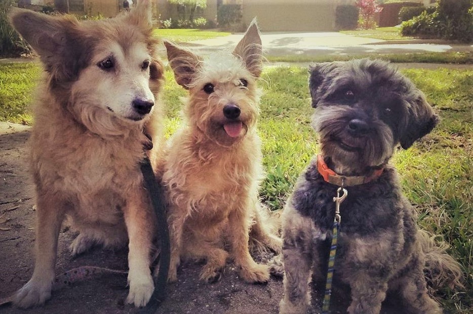 Hayley with her "friends" Bindi and Sammy.