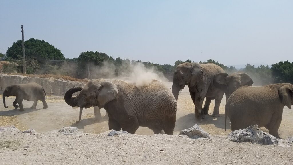 Elephants in Africam Safari, Puebla, Mexico