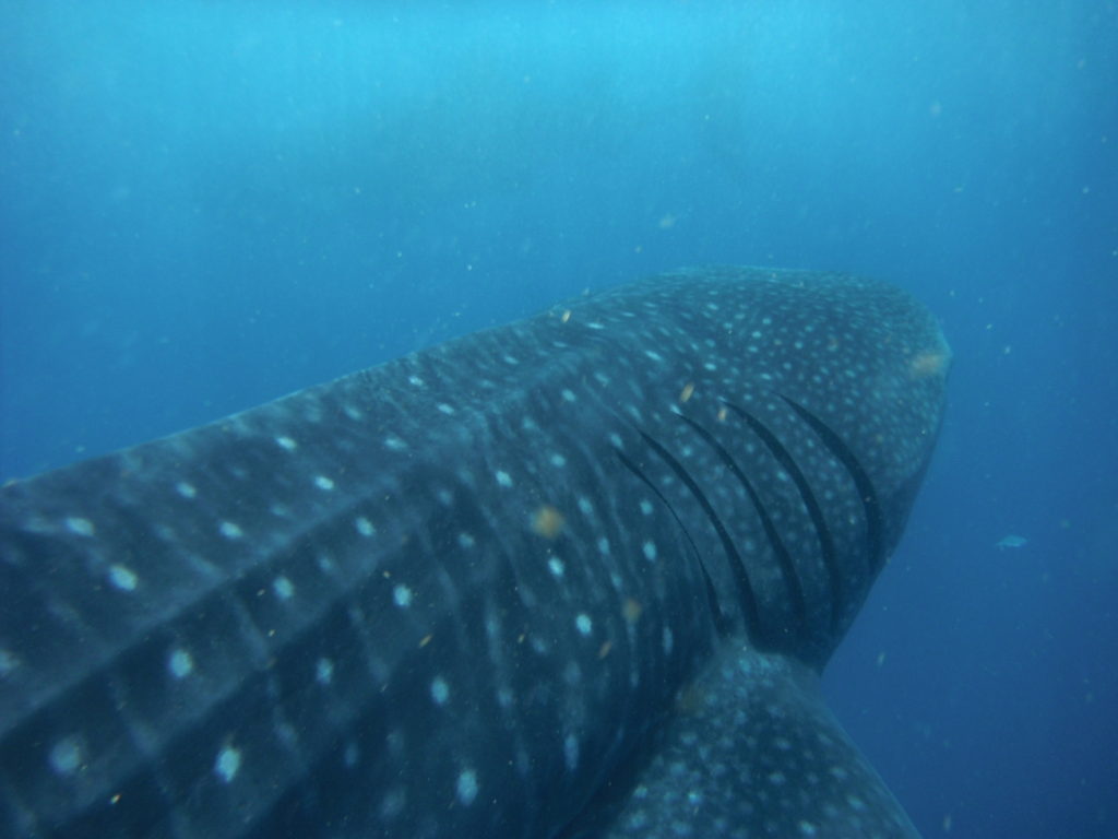 Whale Shark Mexico