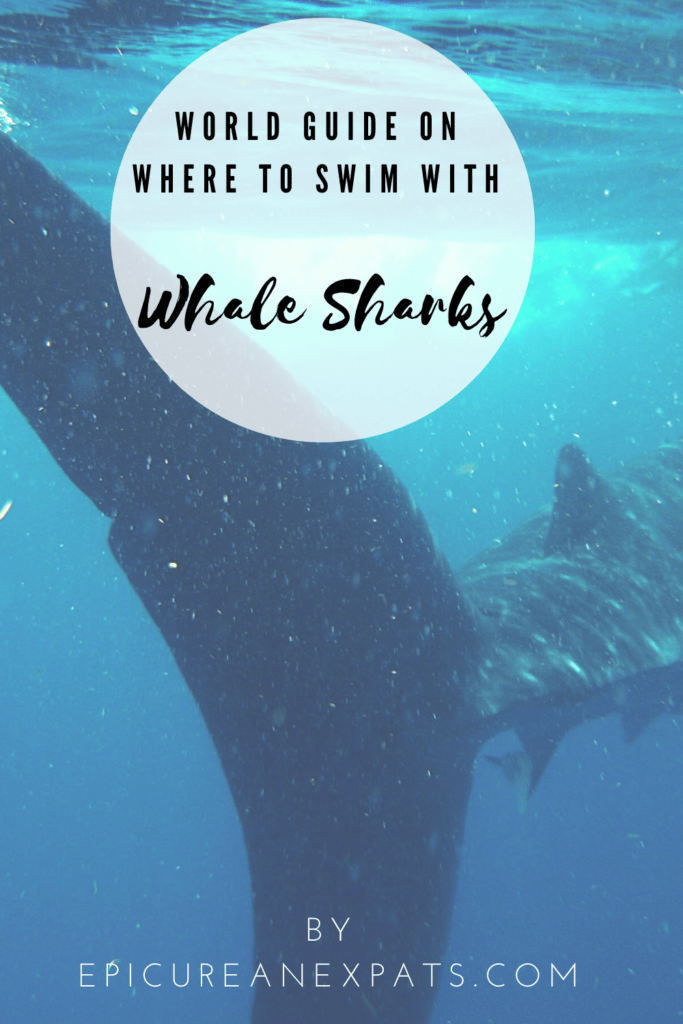 Where to Swim With Whale Sharks - Epicurean Expats
