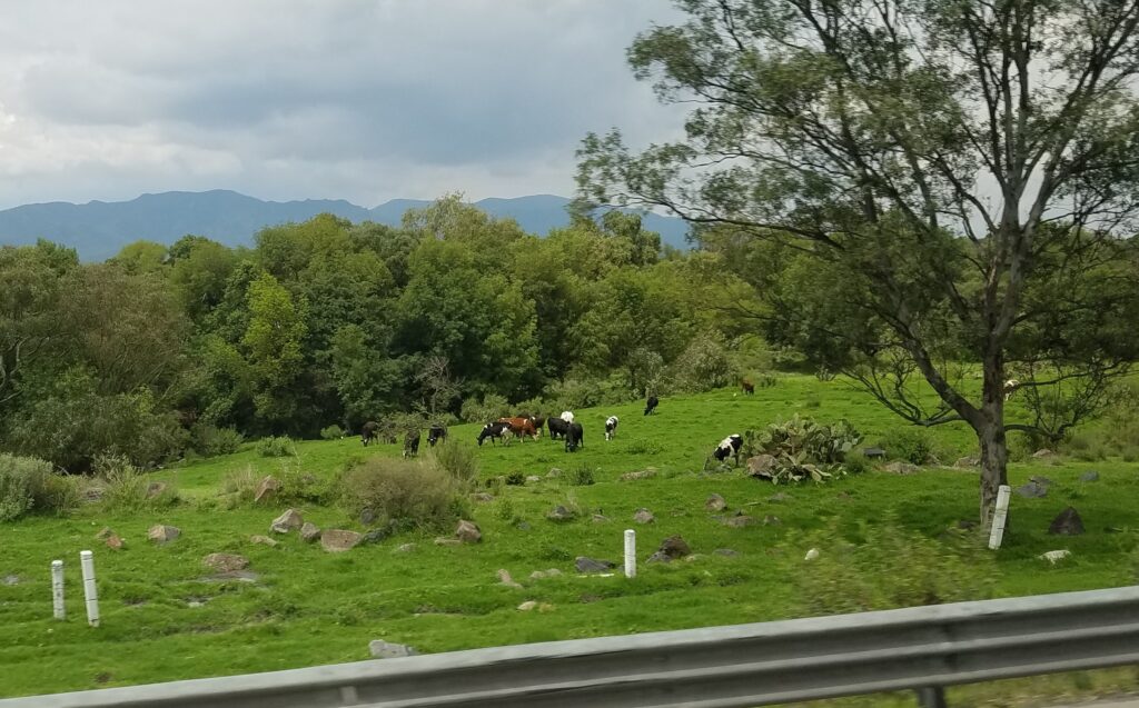 Cows graving on the side of the highway during bus travel through Mexico