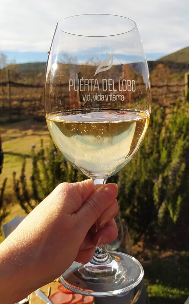 Queretaro wineries: White wine in teh vineyard at Puerta del Lobo