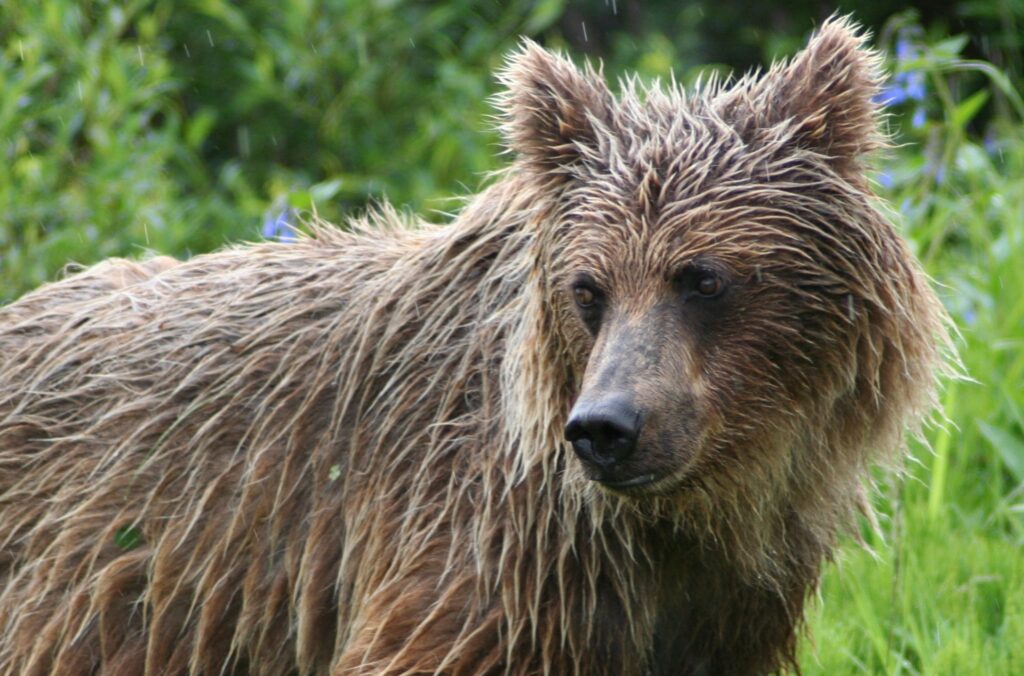 Grizzly bear in Denali National Park, Alaska 