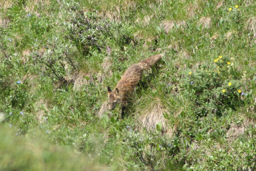 Fox in Denali National Park, ALaska
