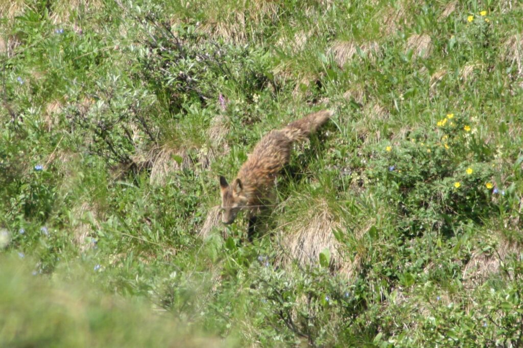 Fox in Denali National Park, ALaska Fox in Denali National Park, ALaska