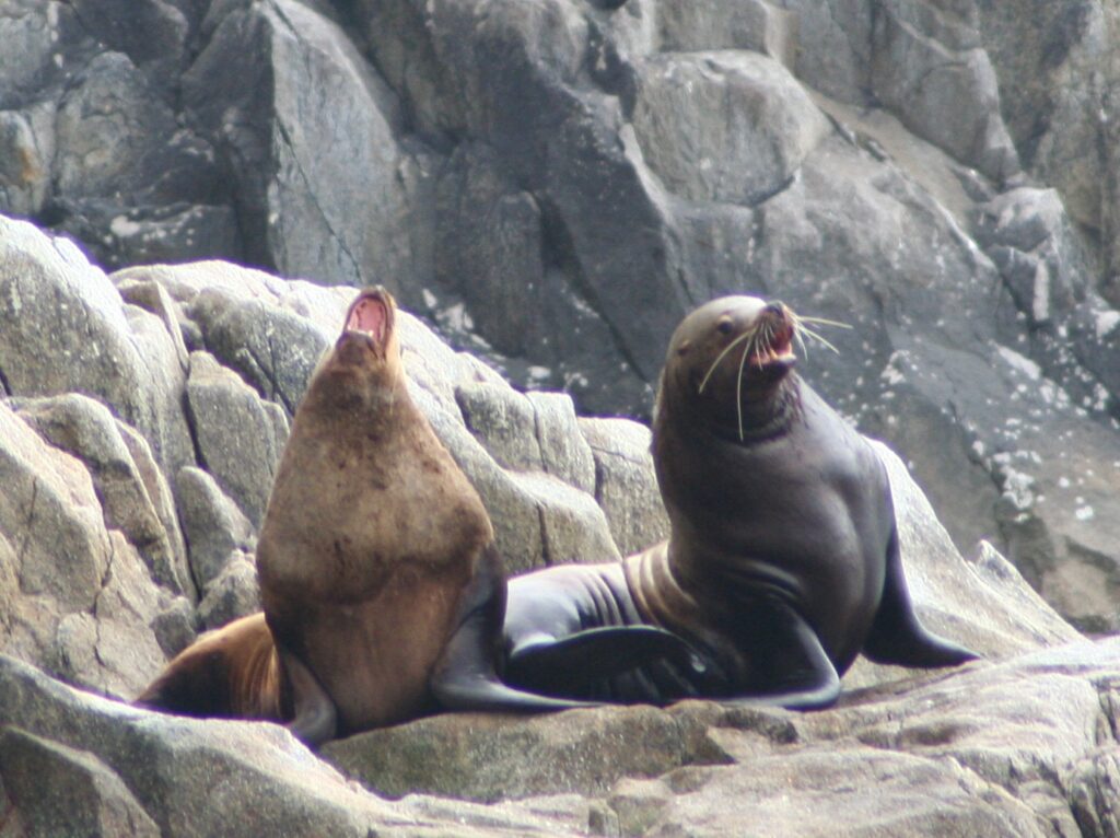 Stellar sea lions at the Alaska Sea Life Center, Seward, Alaska