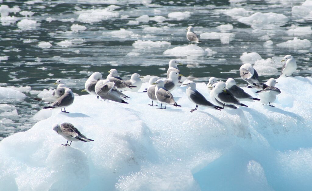 Sea gulls on floating ice in Alaska 