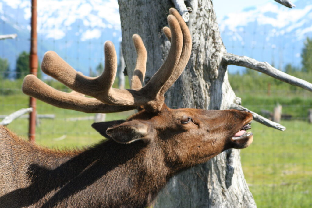 Roosevelt Elk at Alaska Wildlife Conservation Center