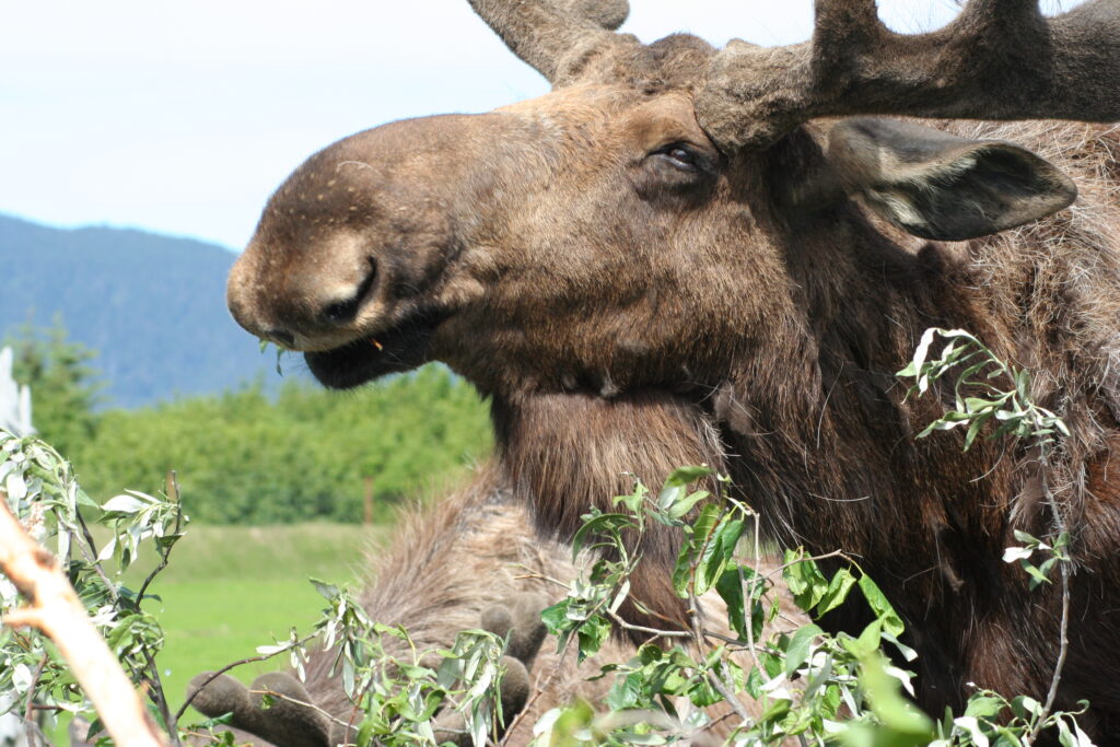Moose at the Alaska Wildlife Conservation Center