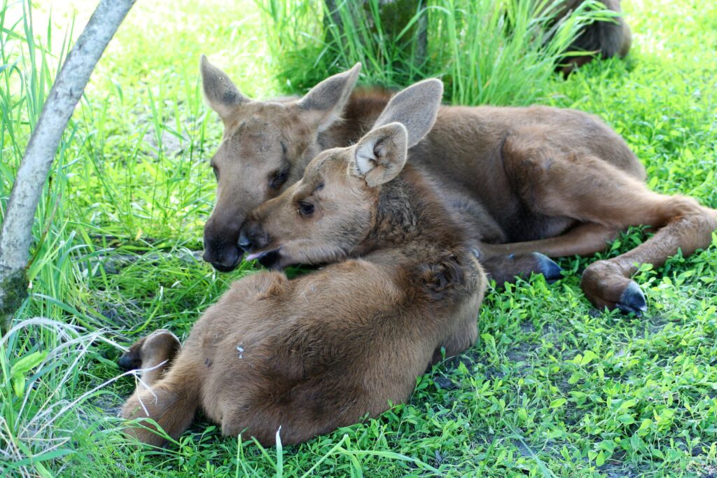 Baby moose, Alaska Baby moose, Alaska