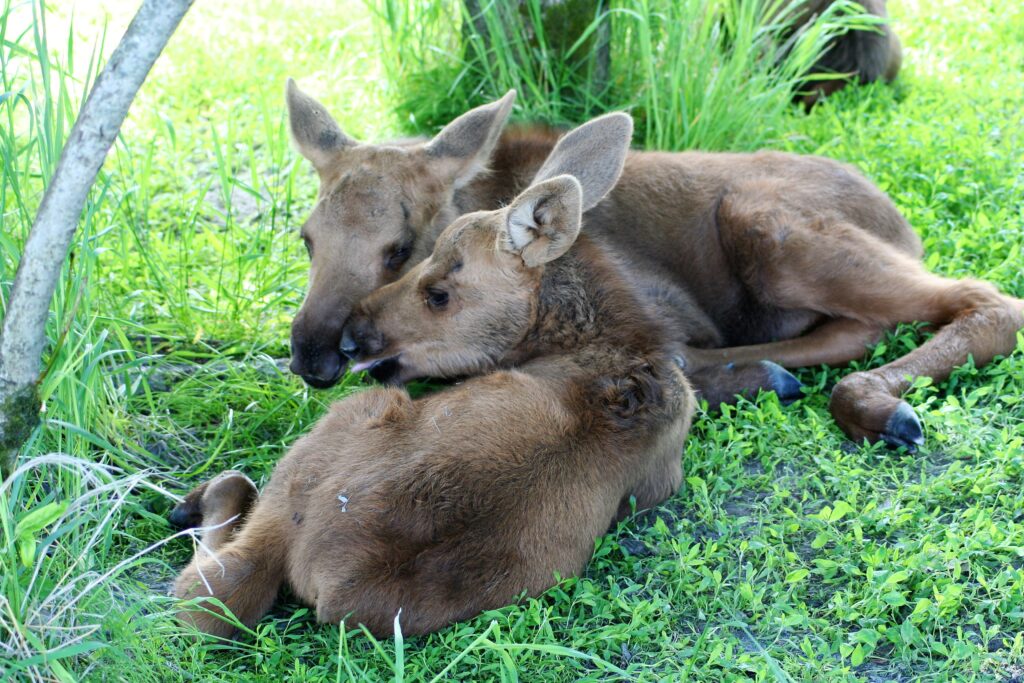 Baby moose, Alaska