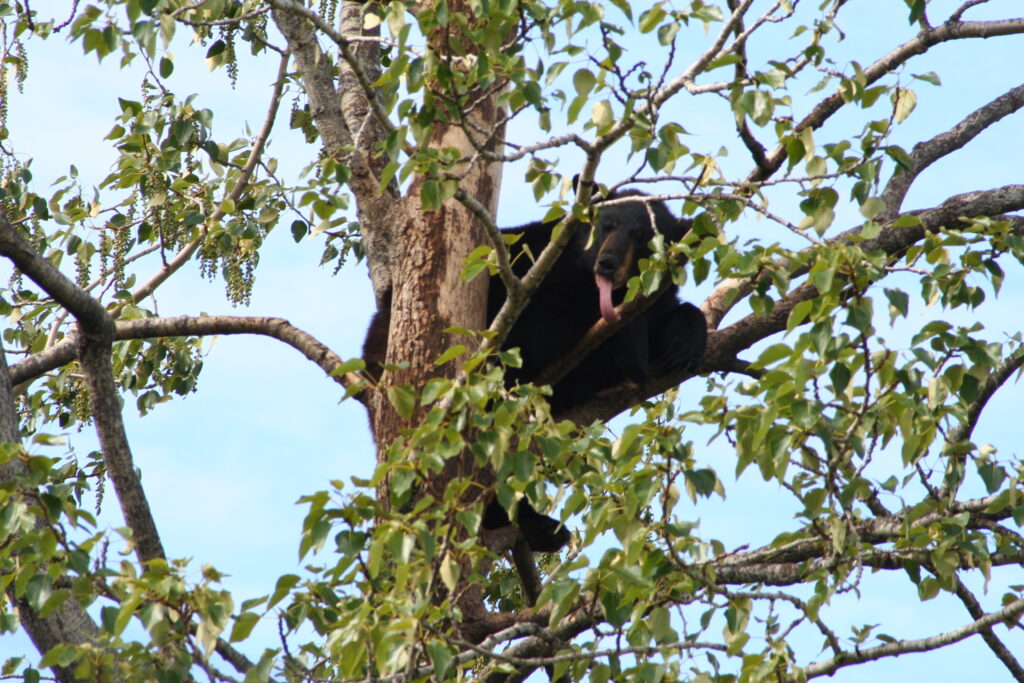 Black bear in a tree, Alaska Black bear in a tree, Alaska