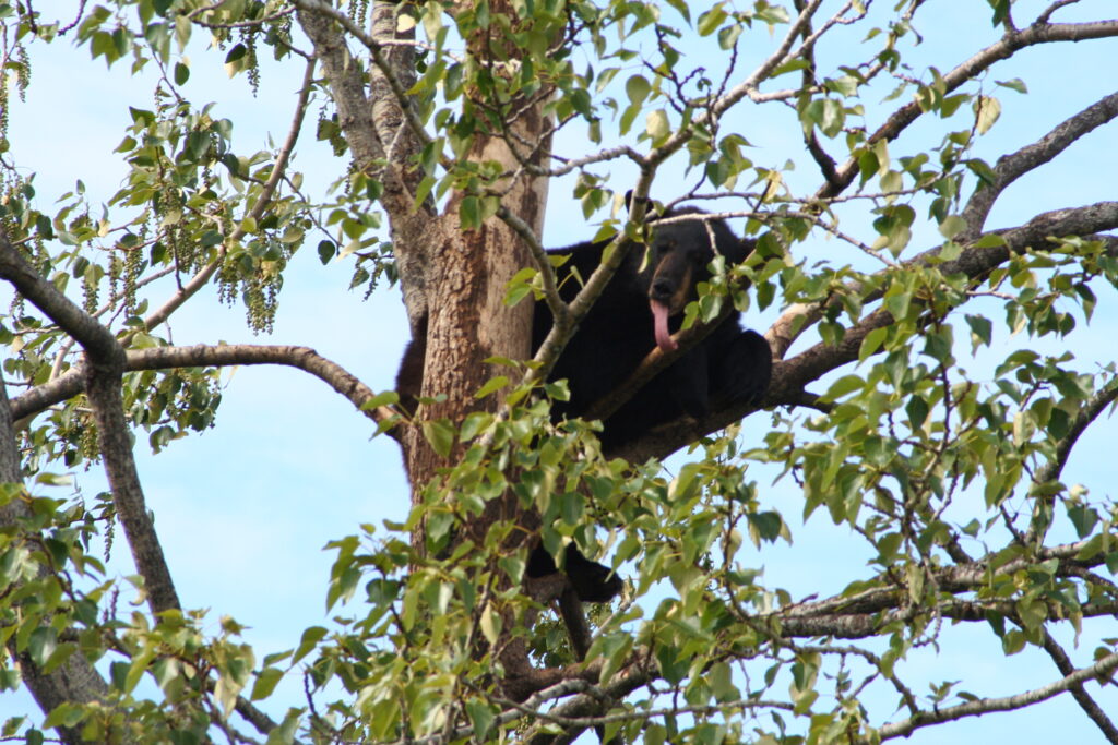 Black bear in a tree, Alaska