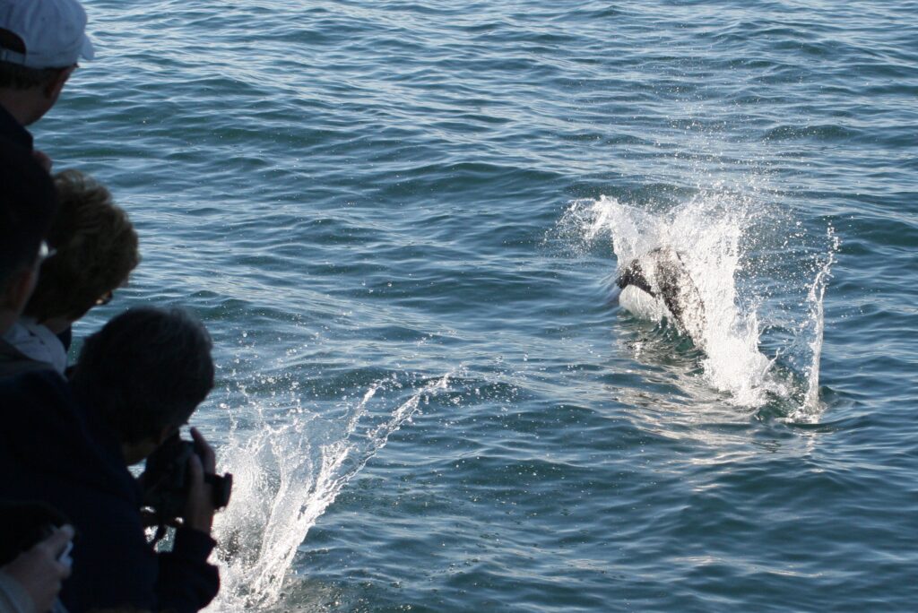 Dall's porpoise playing on the bow wave of our Alaska wildlife cruise in Seward, Alaska