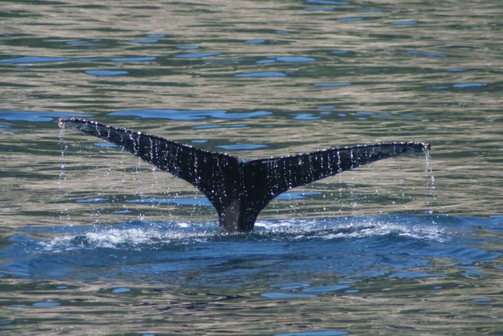 Whale tail