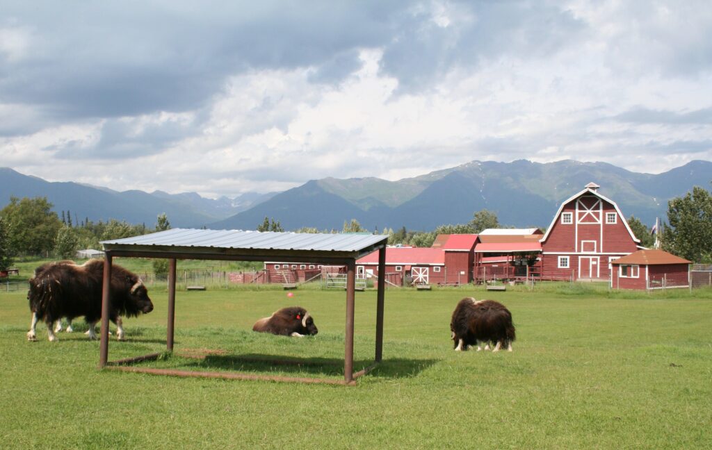Musk ox grazing at the Musk Ox Farm in Palmer, Alaska