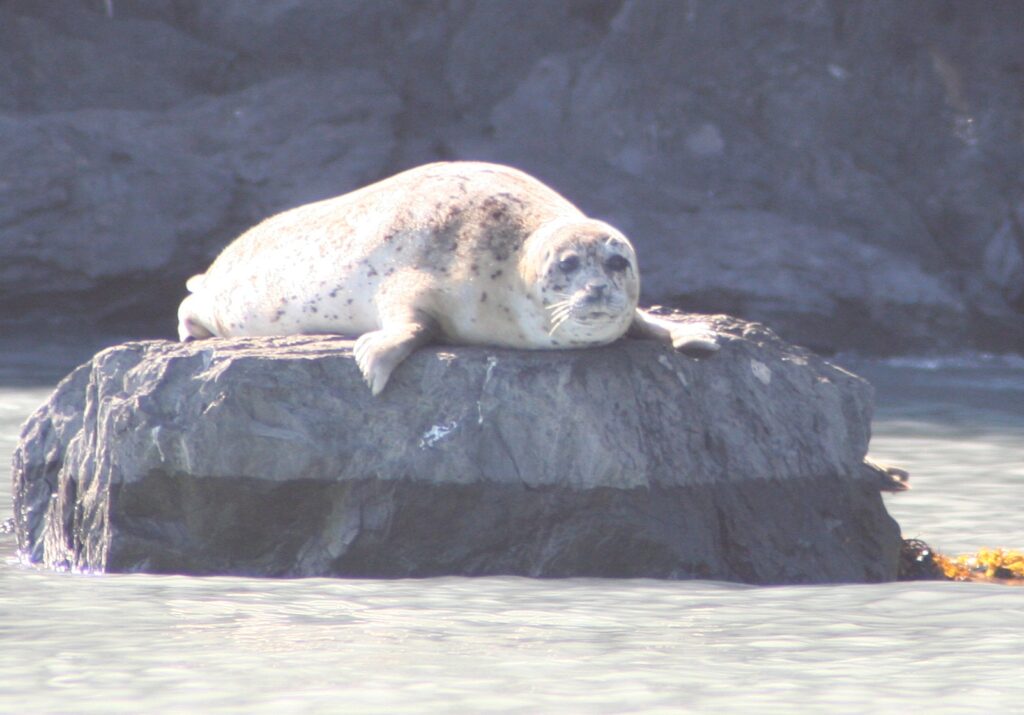 Harbor seal sunning in Alaska