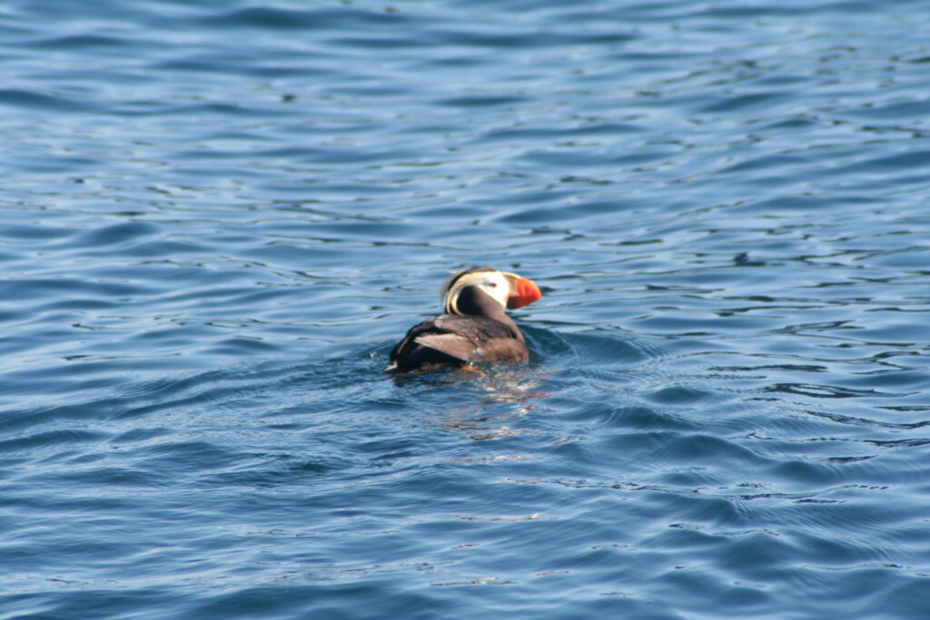 Tufted Puffin, Alaska Tufted Puffin, Alaska