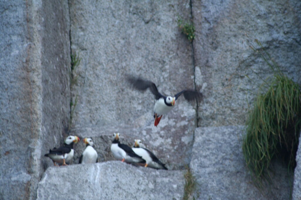 Horned puffin taking flight, Alaska