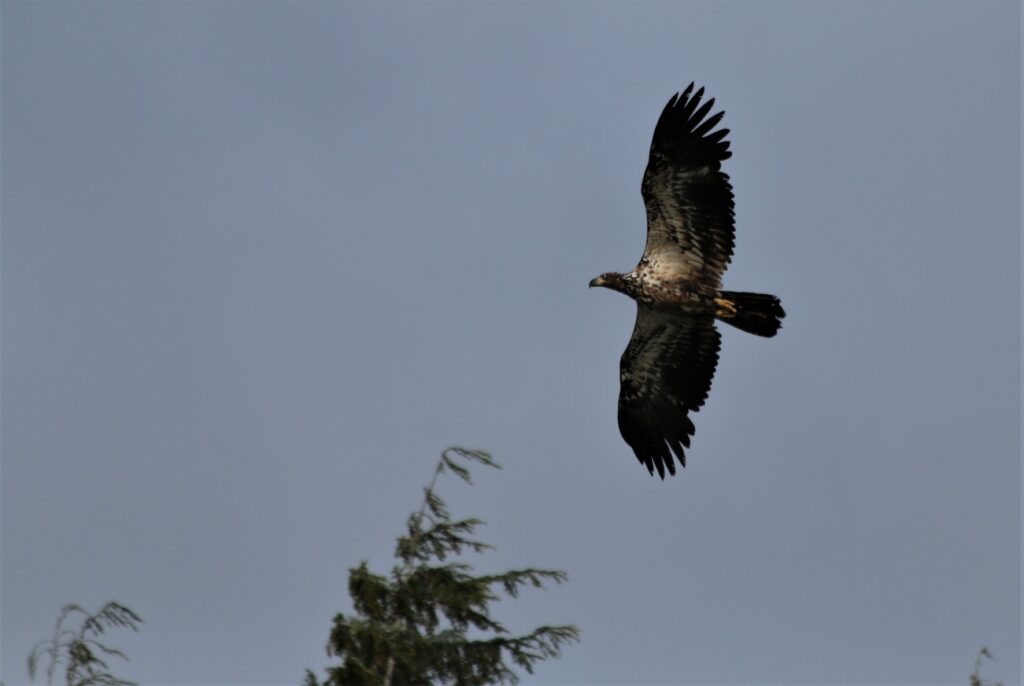 Juvenile bald eagle in flight, Alaska Juvenile bald eagle in flight, Alaska