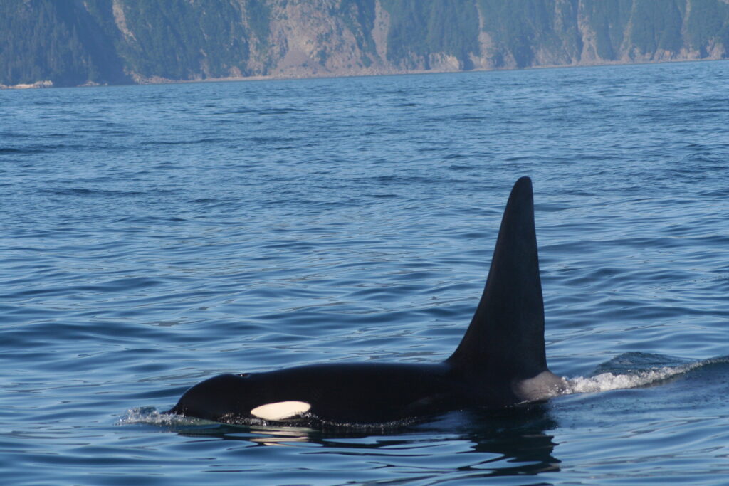 Male orca near Seward, Alaska Male orca near Seward, Alaska