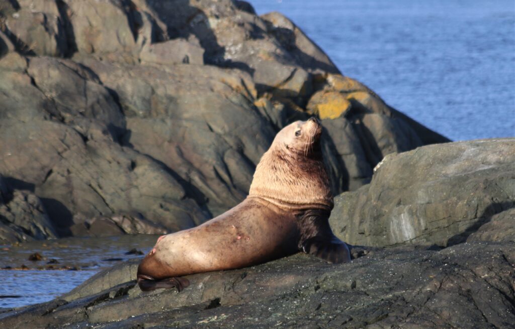 Male Steller sea lion, Alaska Male Steller sea lion, Alaska