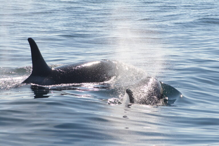 Photo Journey: Alaska Wildlife