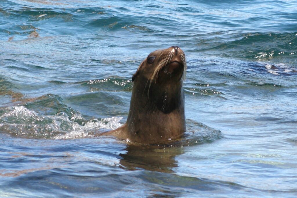 Sea lion swimming near Isla Espiritu, Mexico