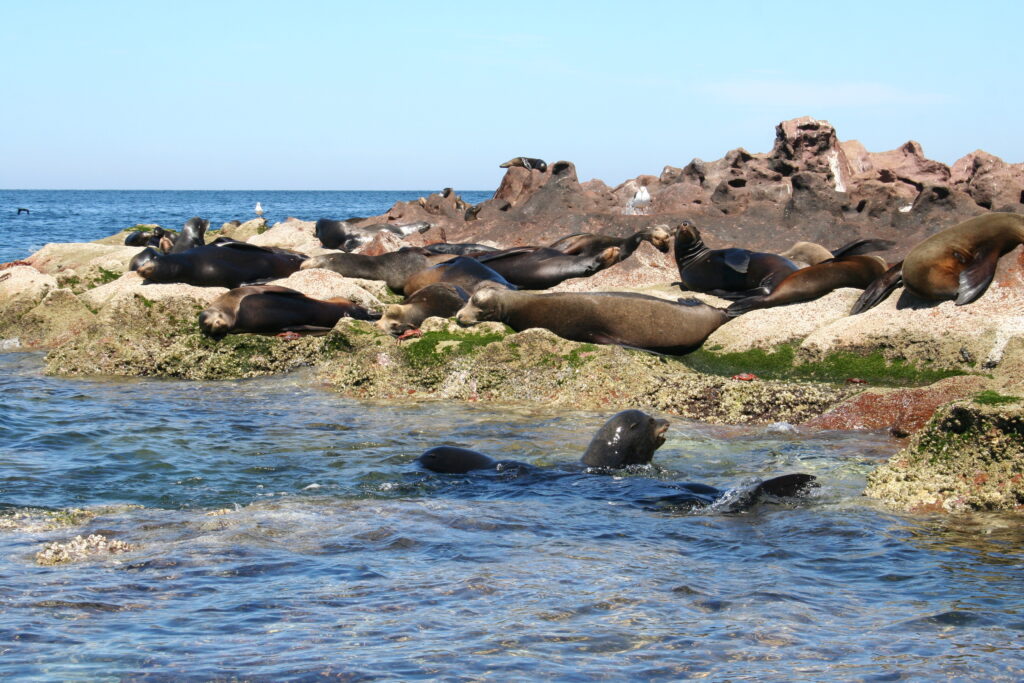 Sea lions on Isla Espiritu, Mexico