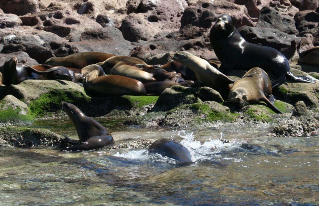 Sea Lions, Mexico