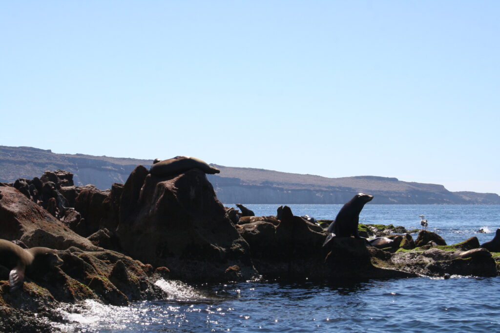 Sea lions on Isla Espiritu, Mexico