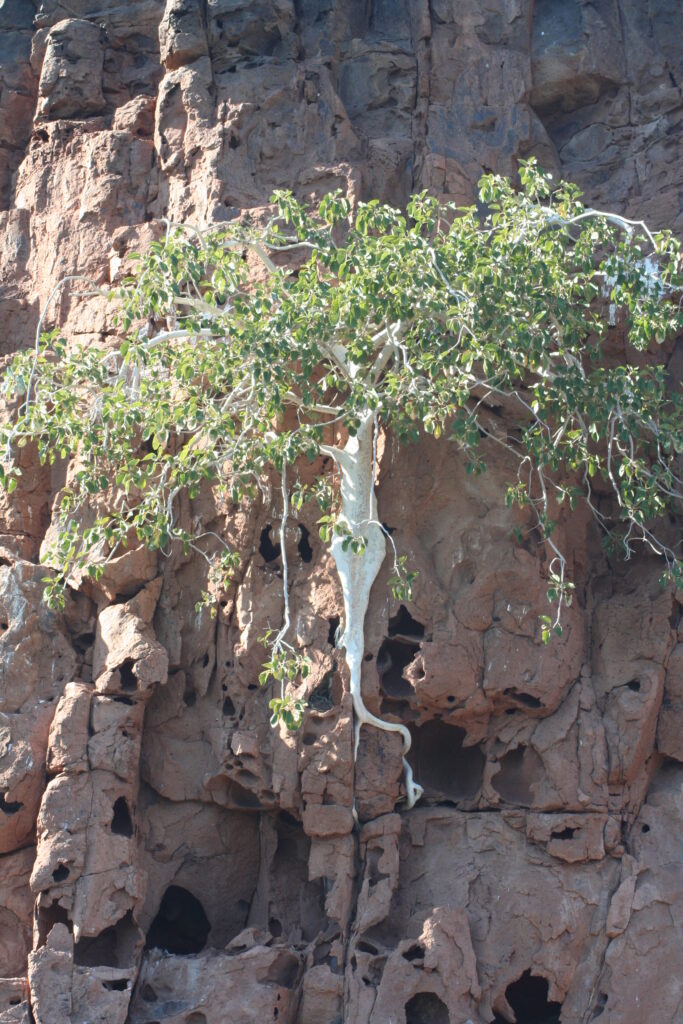 Medusa tree, Isla Espiritu, Mexico