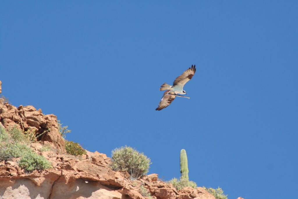 Bird of prey flying with fish, Isla Espiritu, Mexico