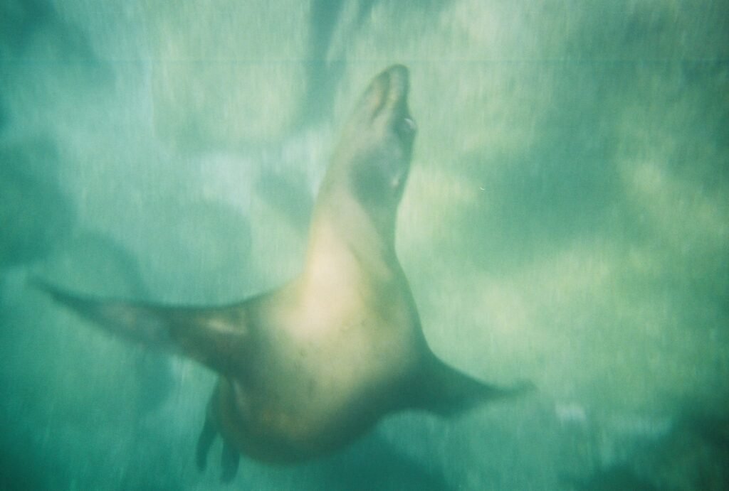 Sea lion swimming underwater, La Paz, Mexico