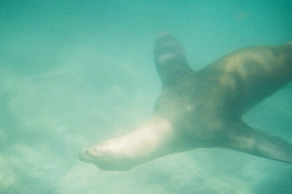 Sea lion swimming underwater, La Paz, Mexico
